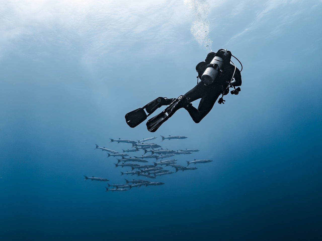 School of fish illustrating targets in a shooting game