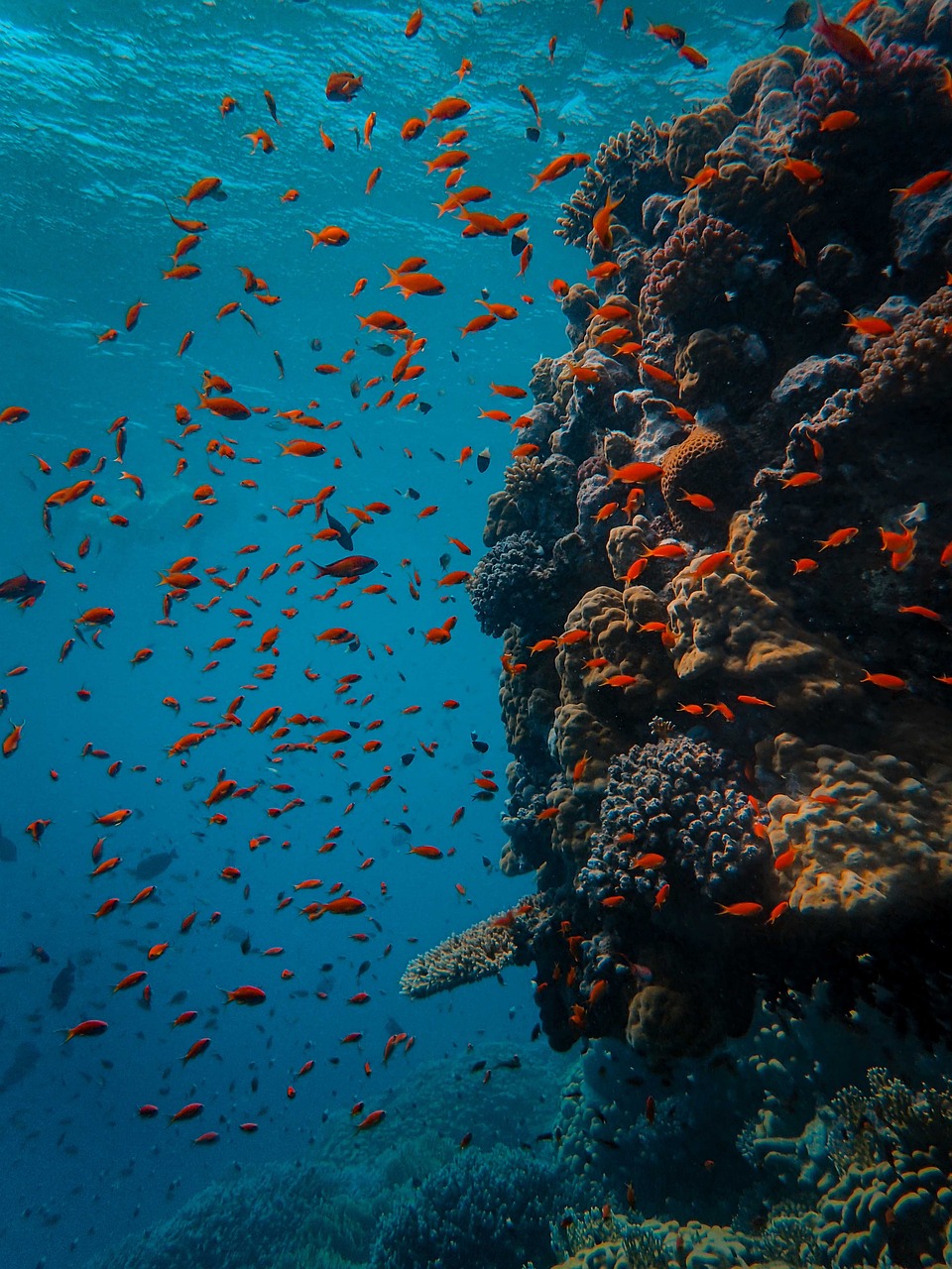 Vibrant tropical coral reef teeming with fish