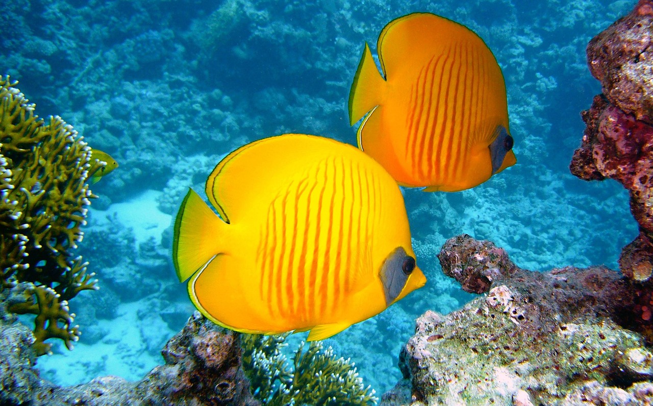 Yellow tropical fish swimming over a coral reef