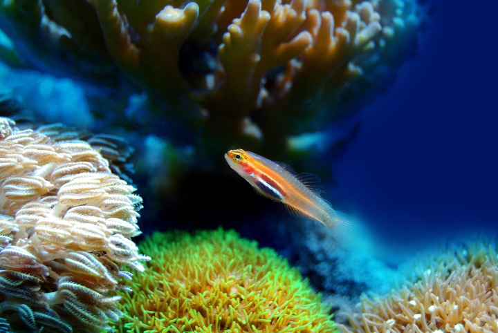 Dolphin Reef vs Great Blue slot comparison
